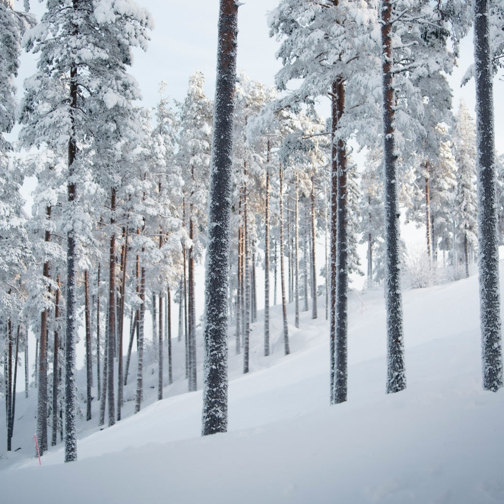 Snow-covered pine trees in a forest