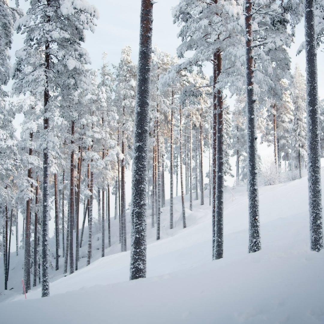 Snow-covered pine trees in a forest
